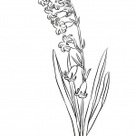 Kamasja scilloides