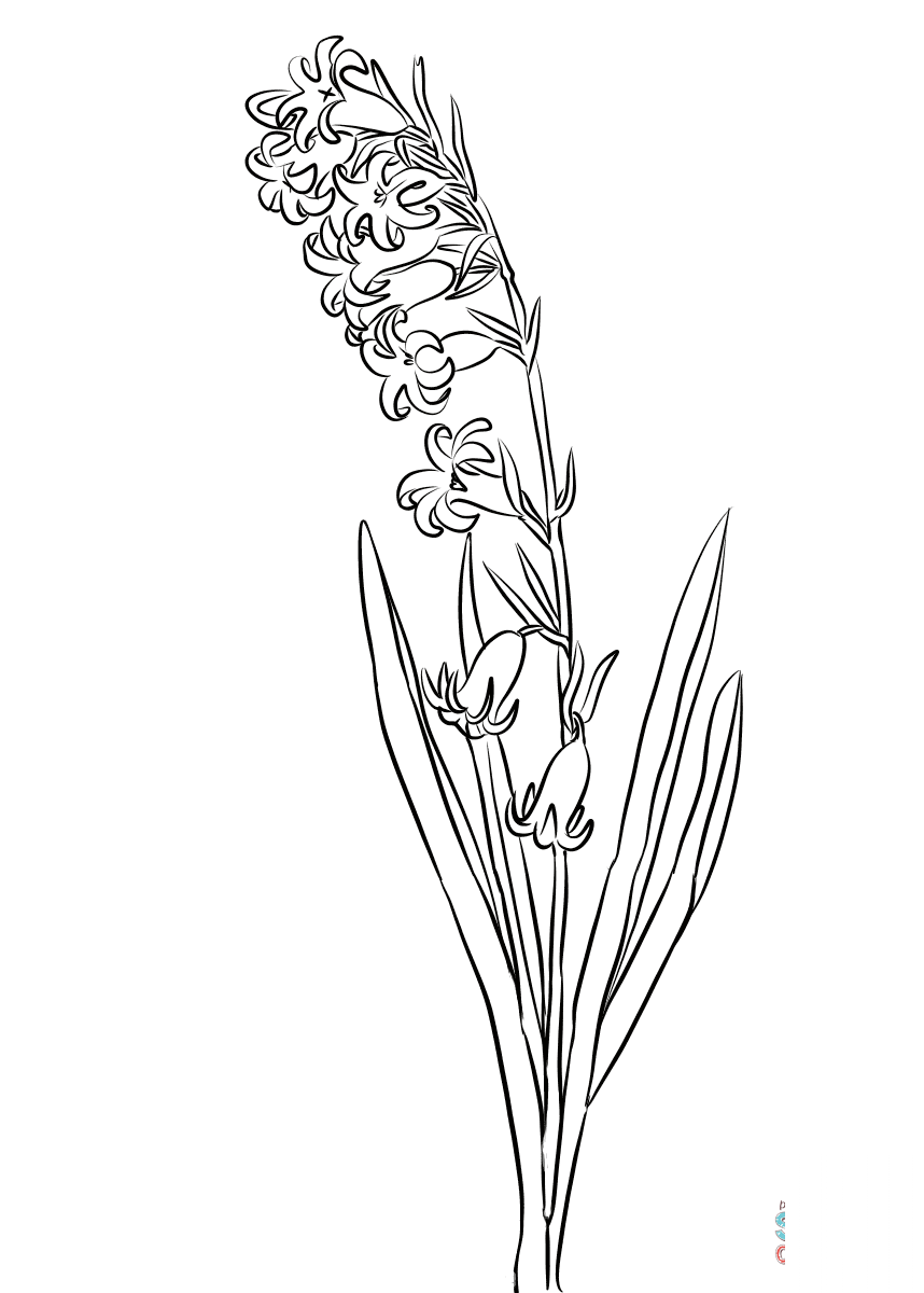 Kamasja scilloides