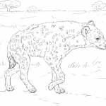 Hiena cętkowana spacerująca po...