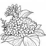 Hortensja