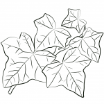 Common Ivy Leaves