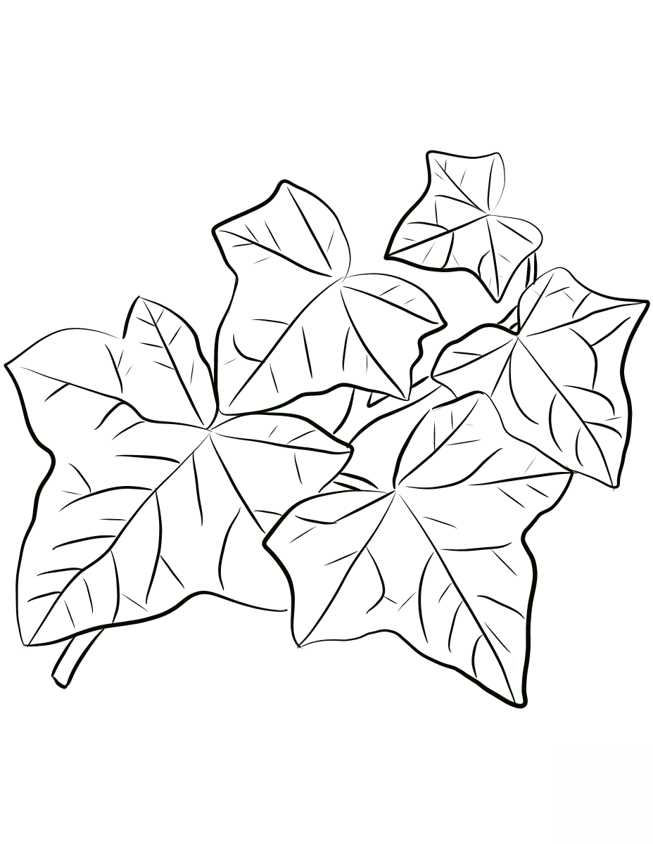 Common Ivy Leaves