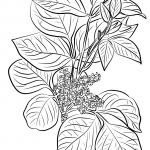 Poison Ivy (Rhus Toxicodendron)