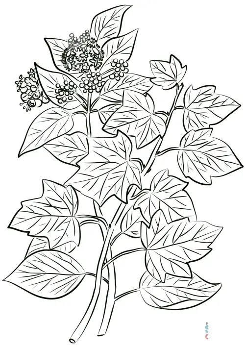 kolorowanka Ivy
