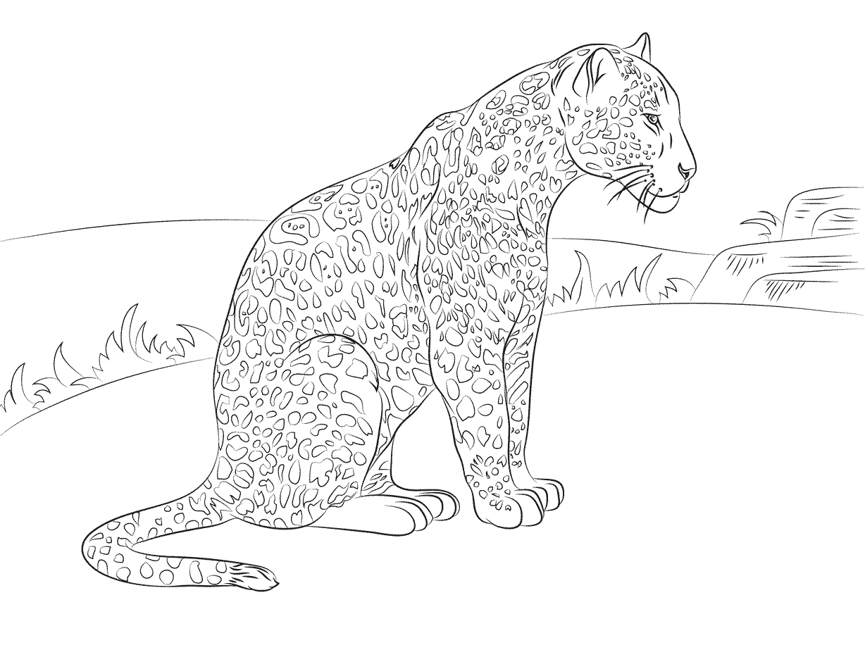 kolorowanka Jaguar