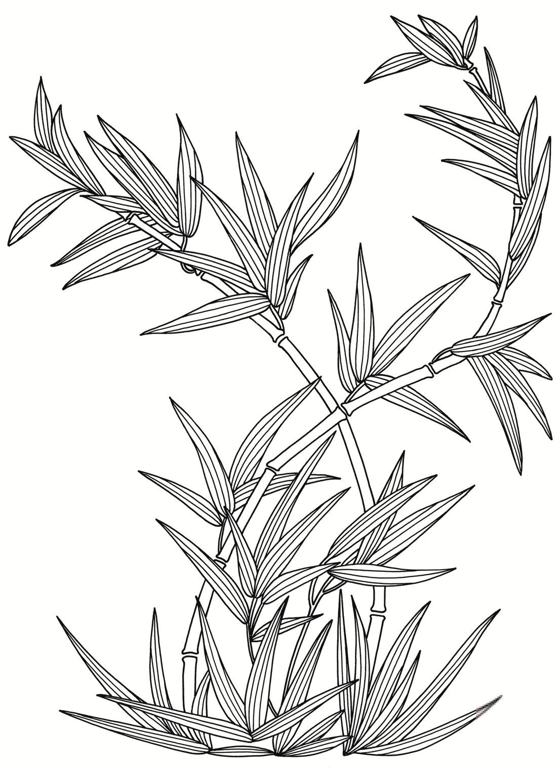 Bamboo Plant