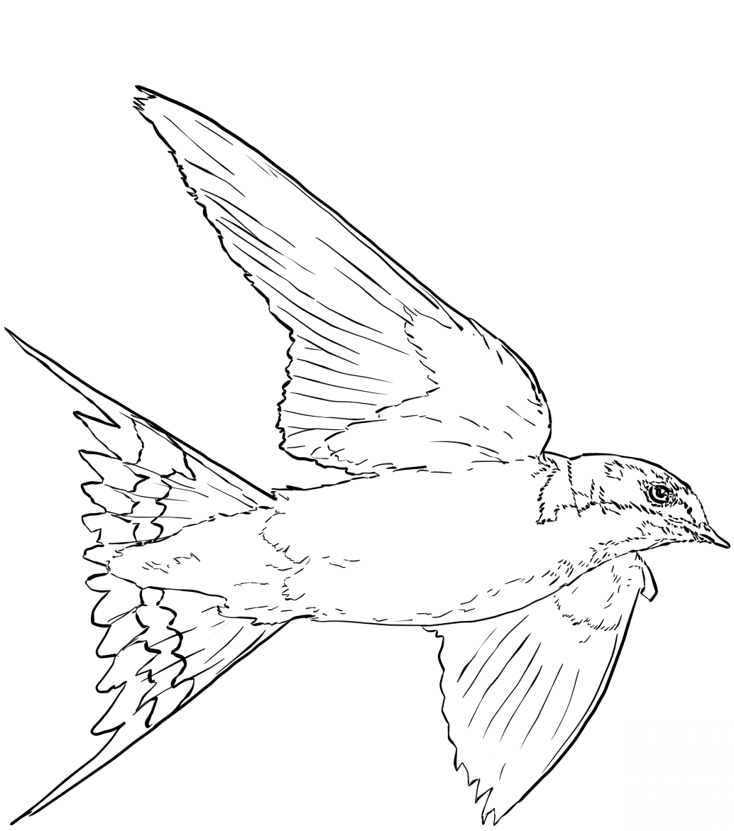 Barn Swallow in Flight