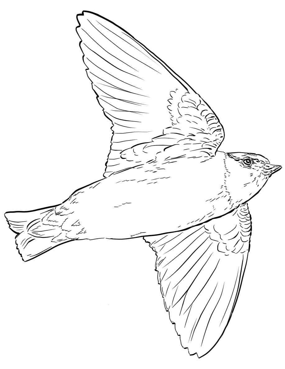 Cliff Swallow in Flight
