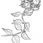 Winter Jasmine (Jasminum Multiflorum)