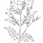 Spanish Jasmine (Jasminum...