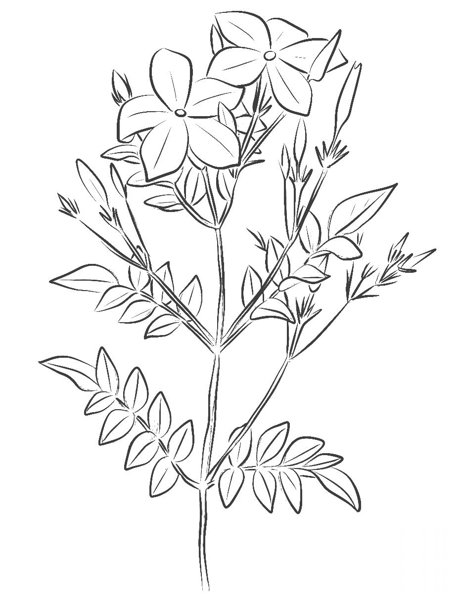 Spanish Jasmine (Jasminum...
