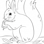 Squirrel Preparing for Winter