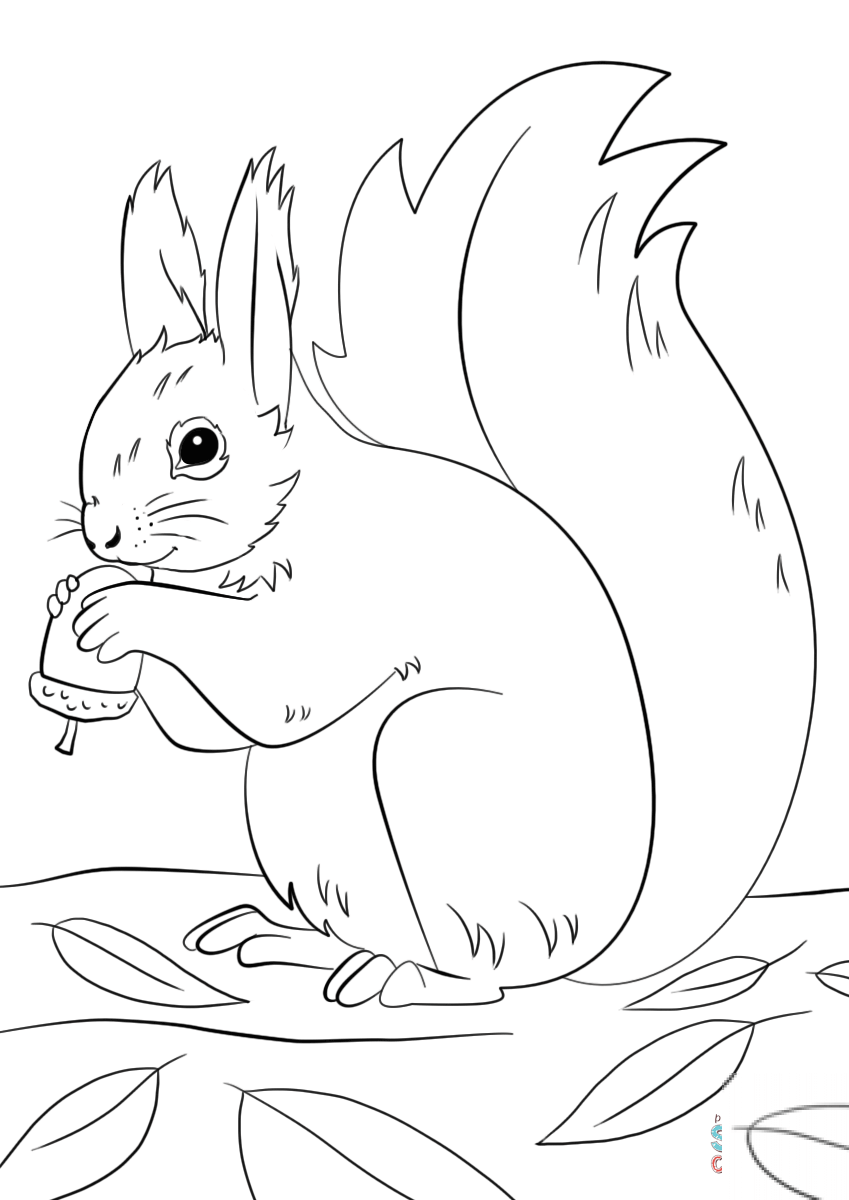 Squirrel Preparing for Winter