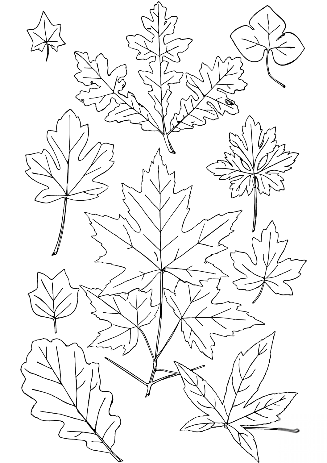 Fall Leaves