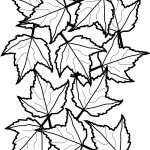 Autumn Maple Leaves