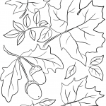 Autumn Leaves and Acorns