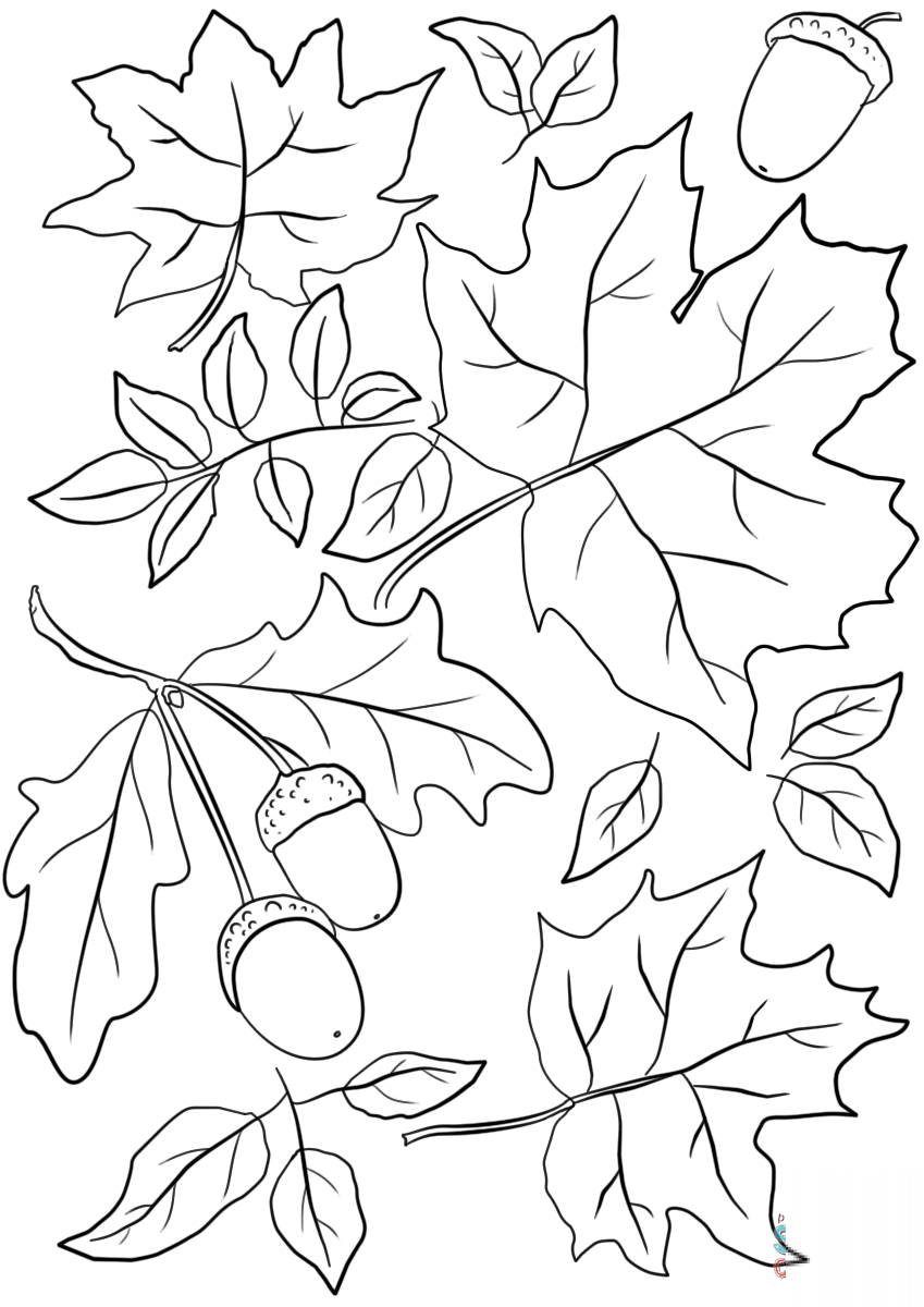 Autumn Leaves and Acorns