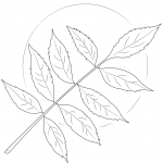 Ash Tree Leaves