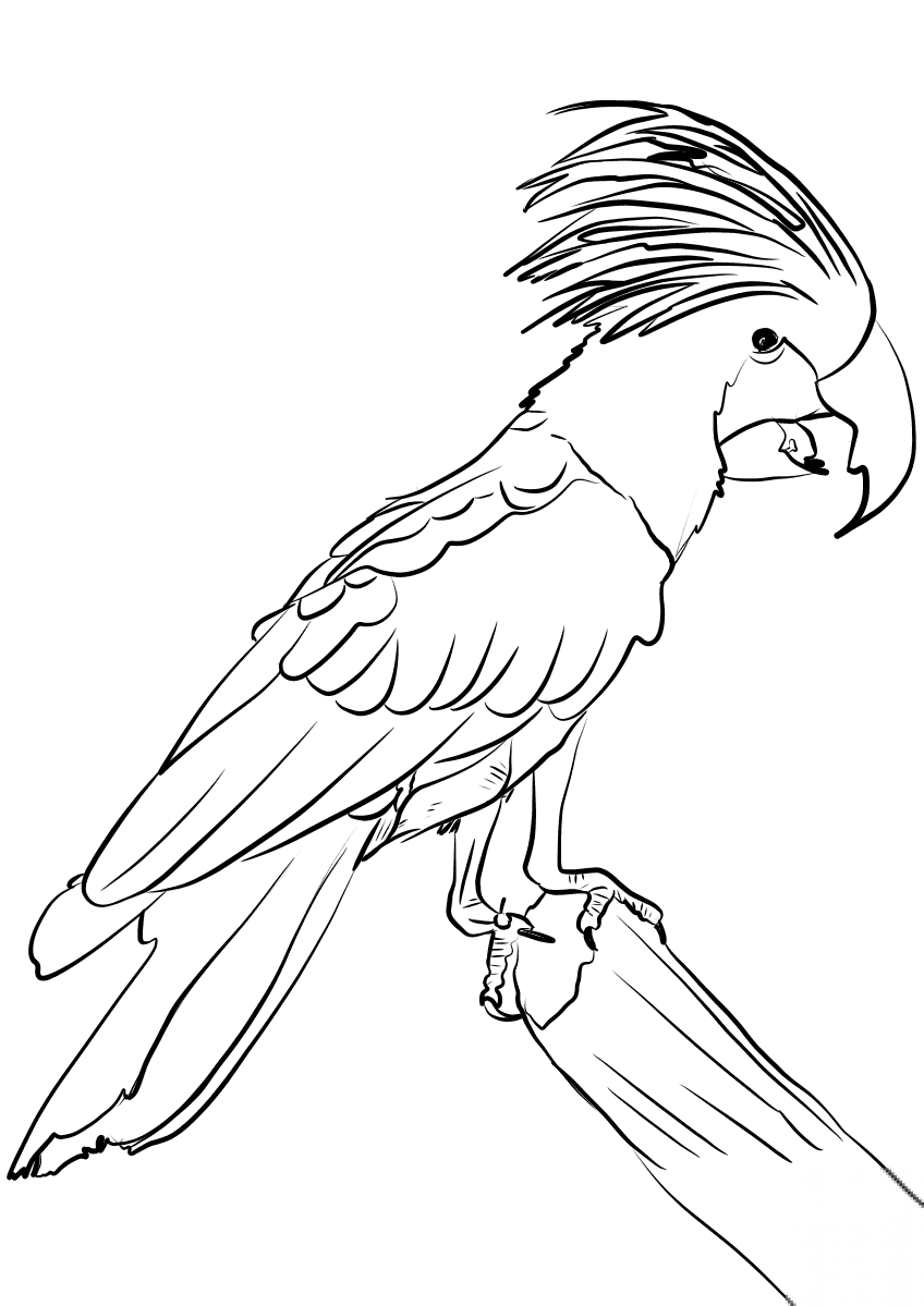 Kakadu palmowa