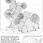 Black Lace Cactus