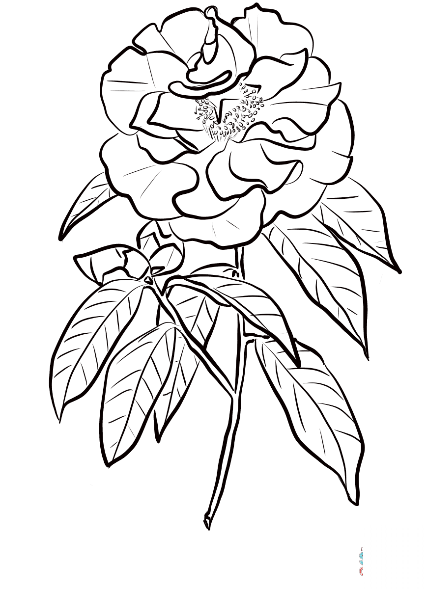 Camellia reticulata