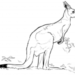 Kangur - torbacz z rzędu...