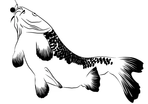 kolorowanka Karp