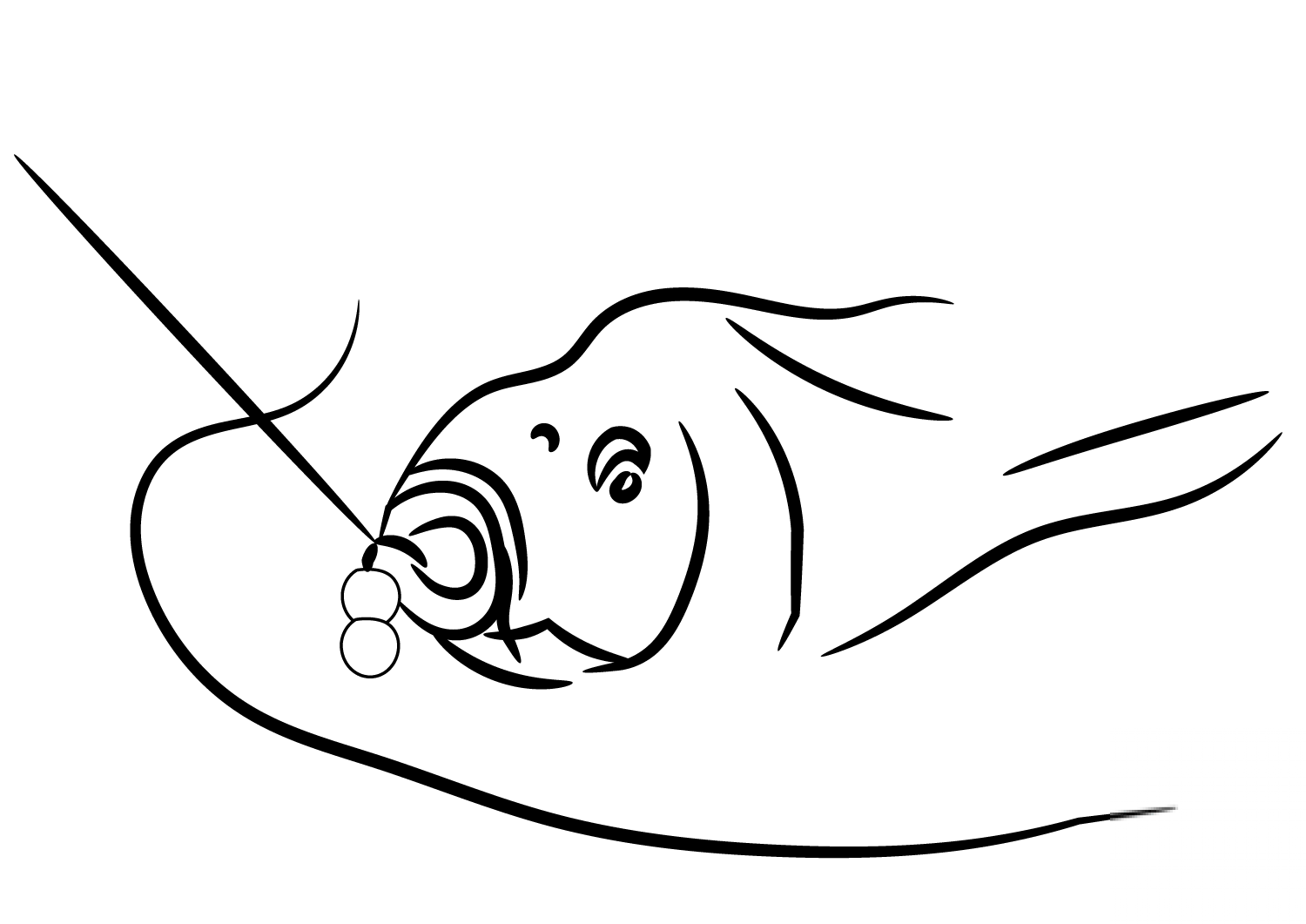 Carp Caught