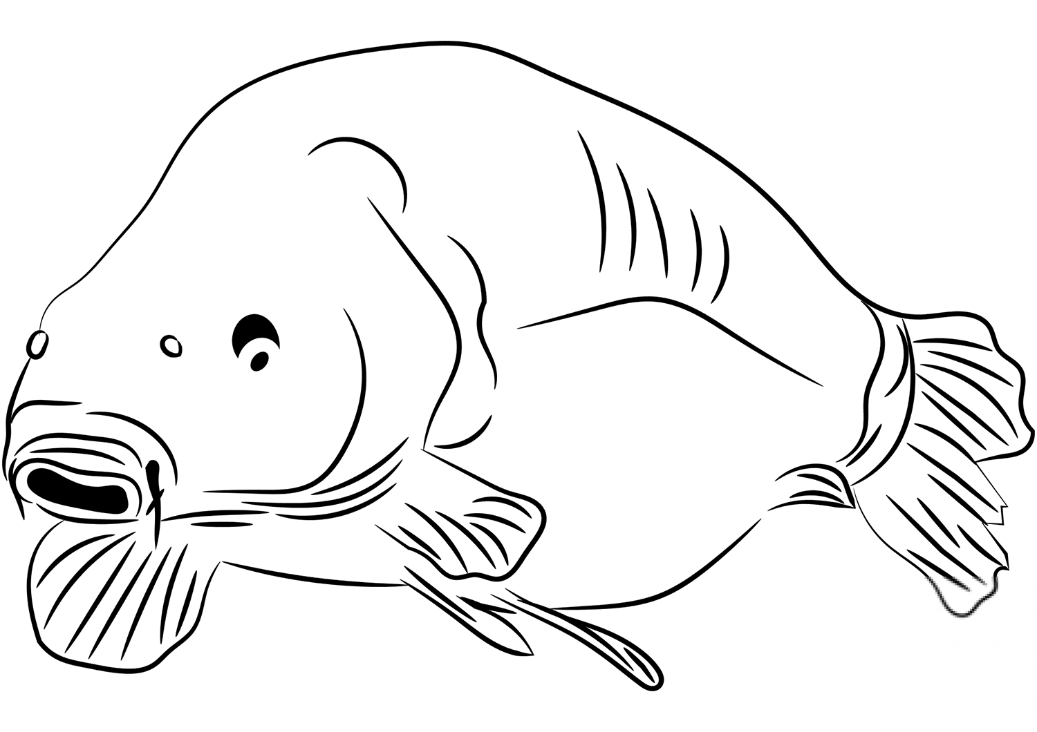 Karp
