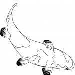 Karp koi