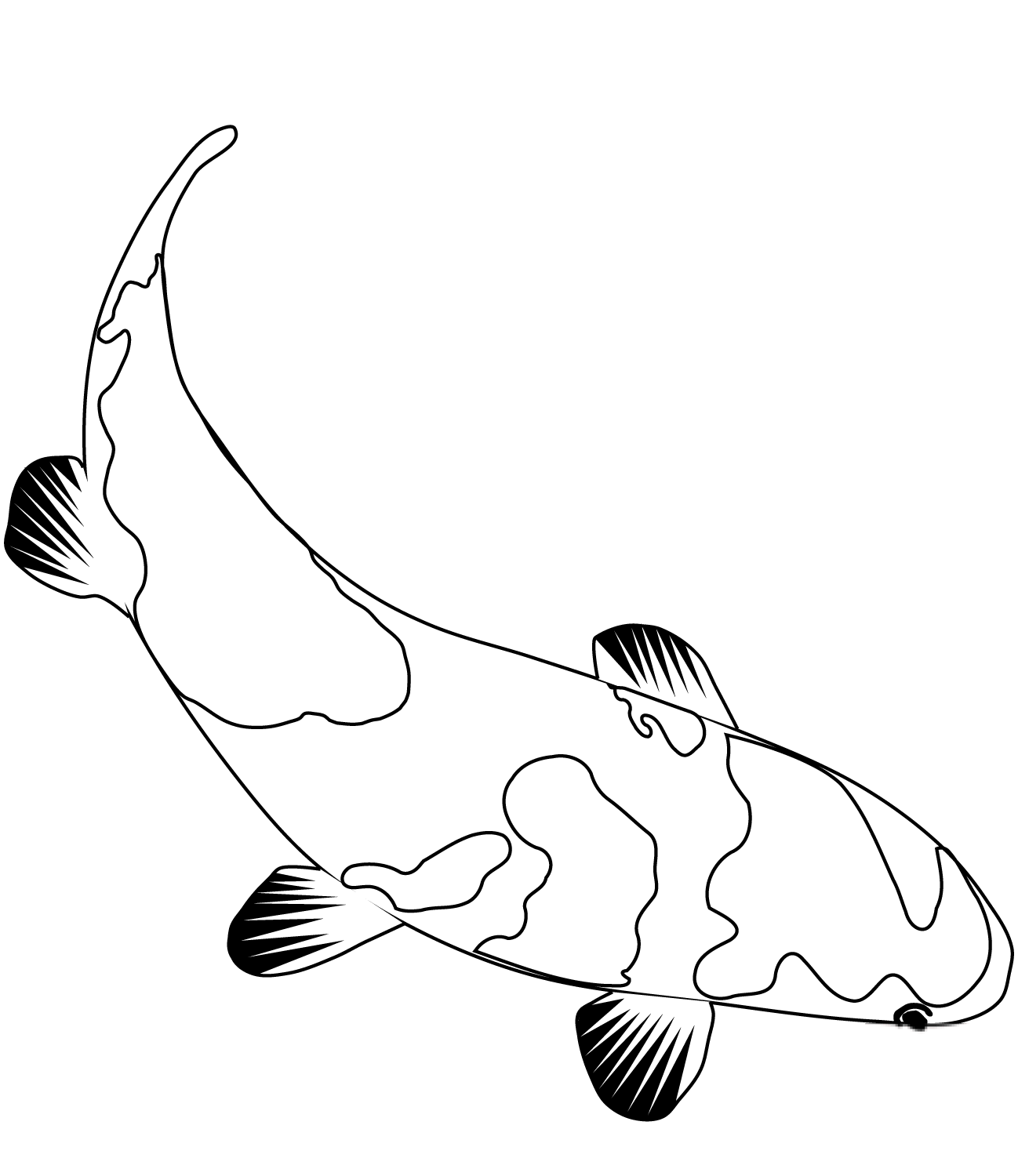 Karp koi