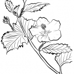 Ketmia