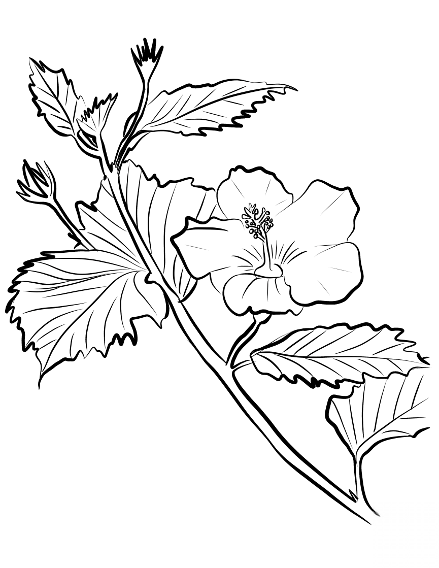 Ketmia