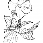 Chinese Hibiscus