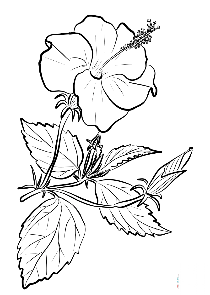 Chinese Hibiscus