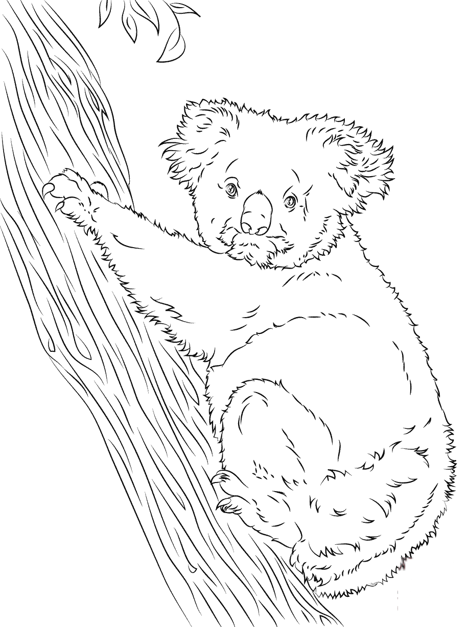 Koala wspinająca się na drzewo