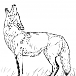 Wyjący wilk preriowy