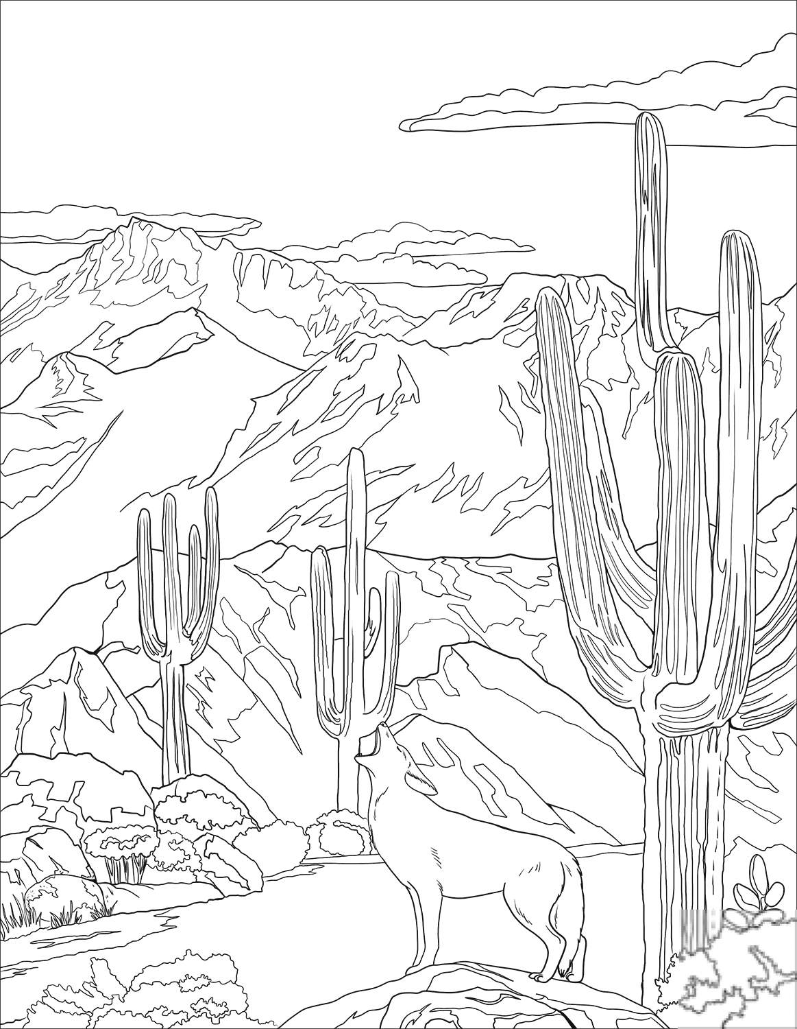 Coyote Howling