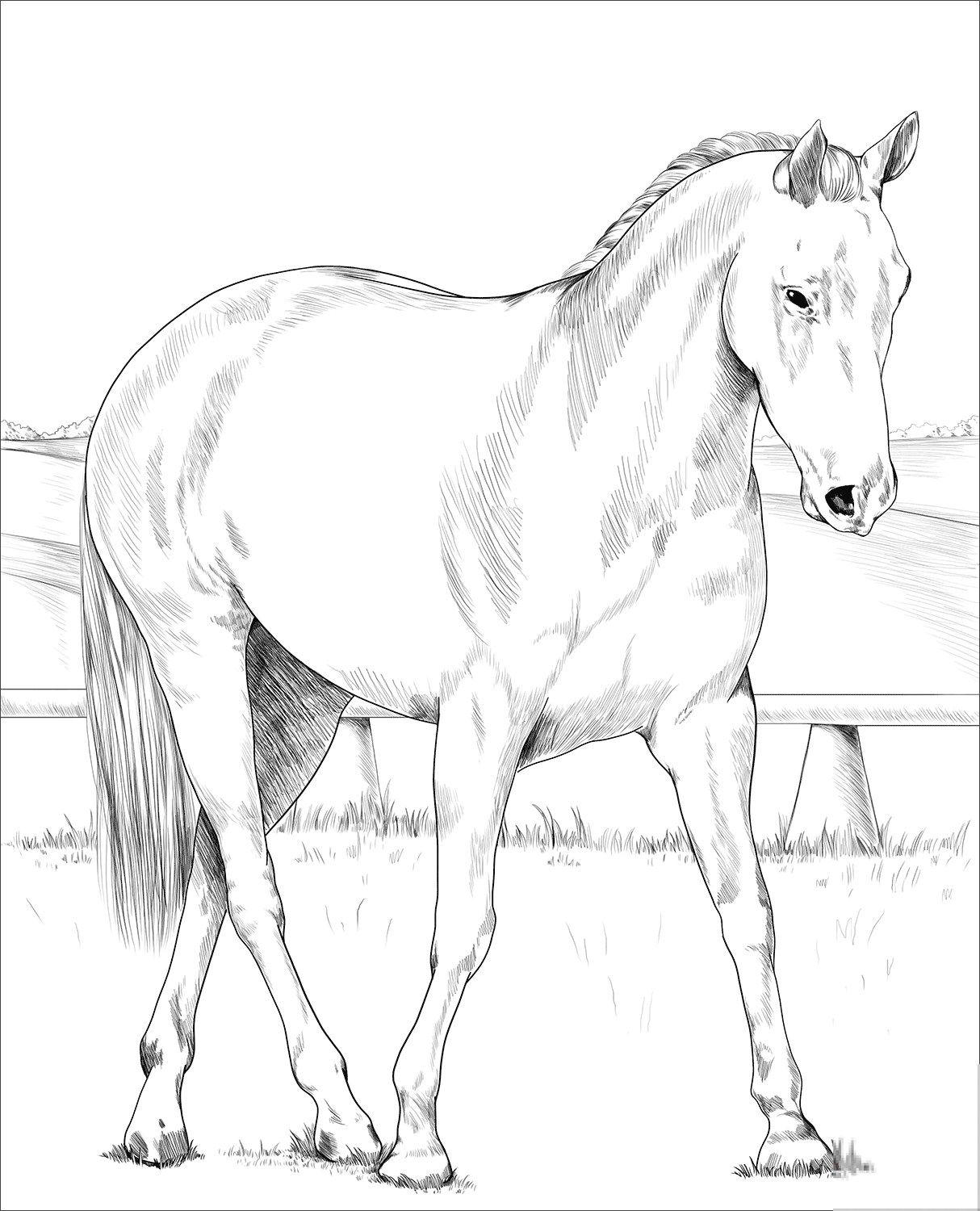 Australian Stock Horse