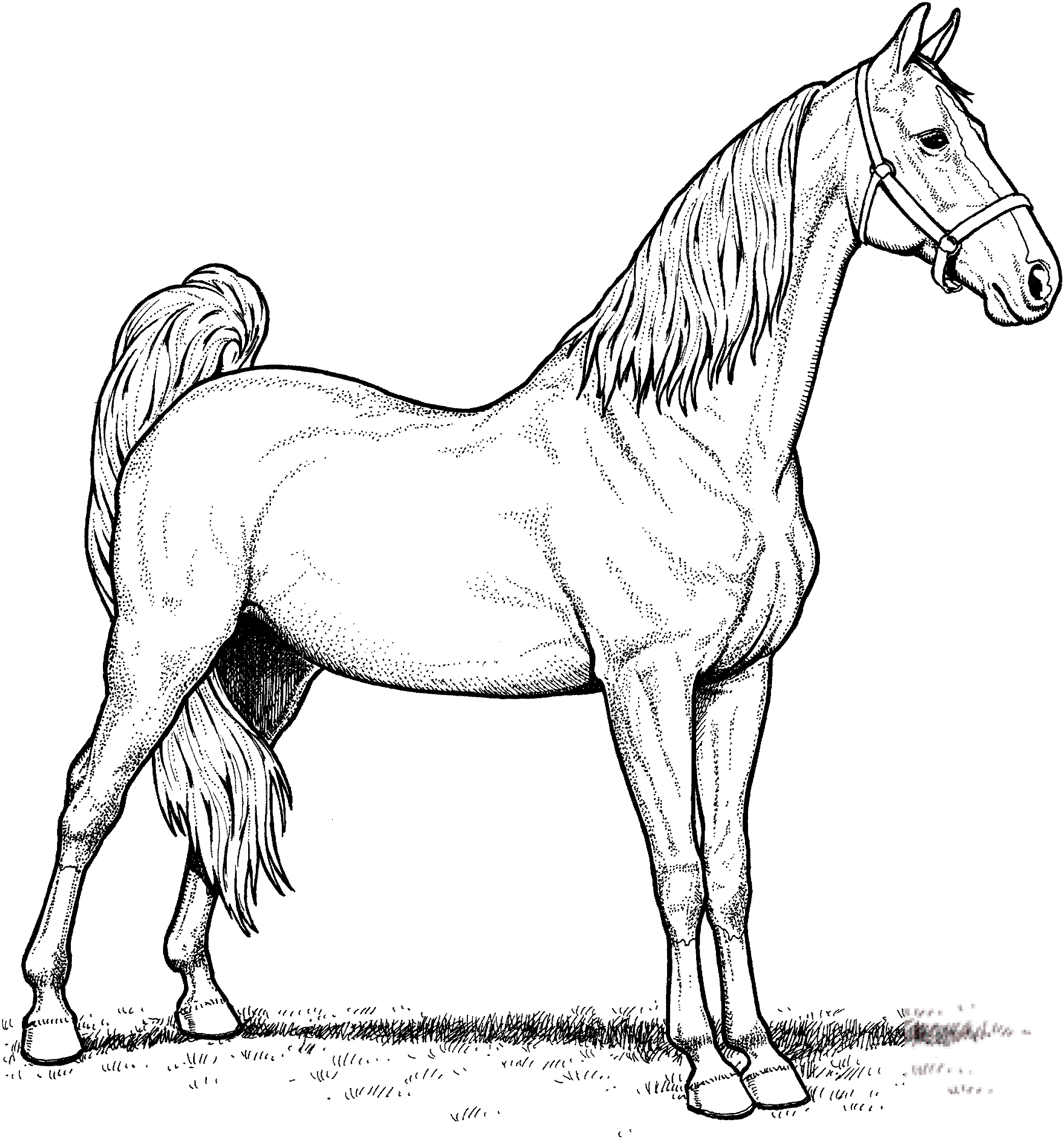 Klacz rasy American Saddlebred