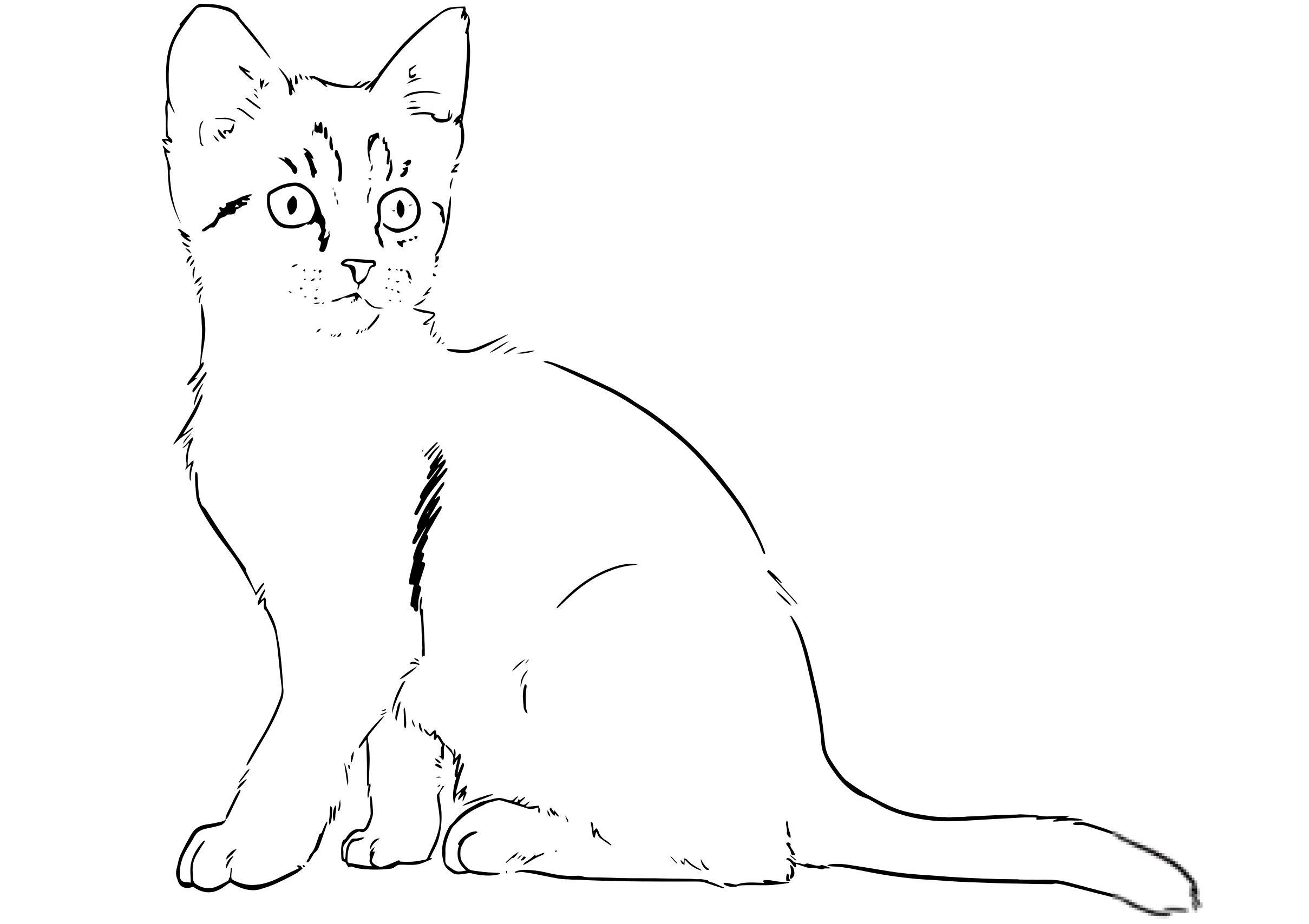 Kitten
