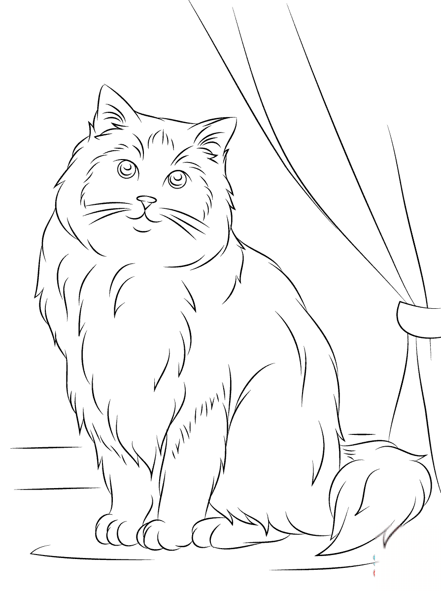 Ragdoll