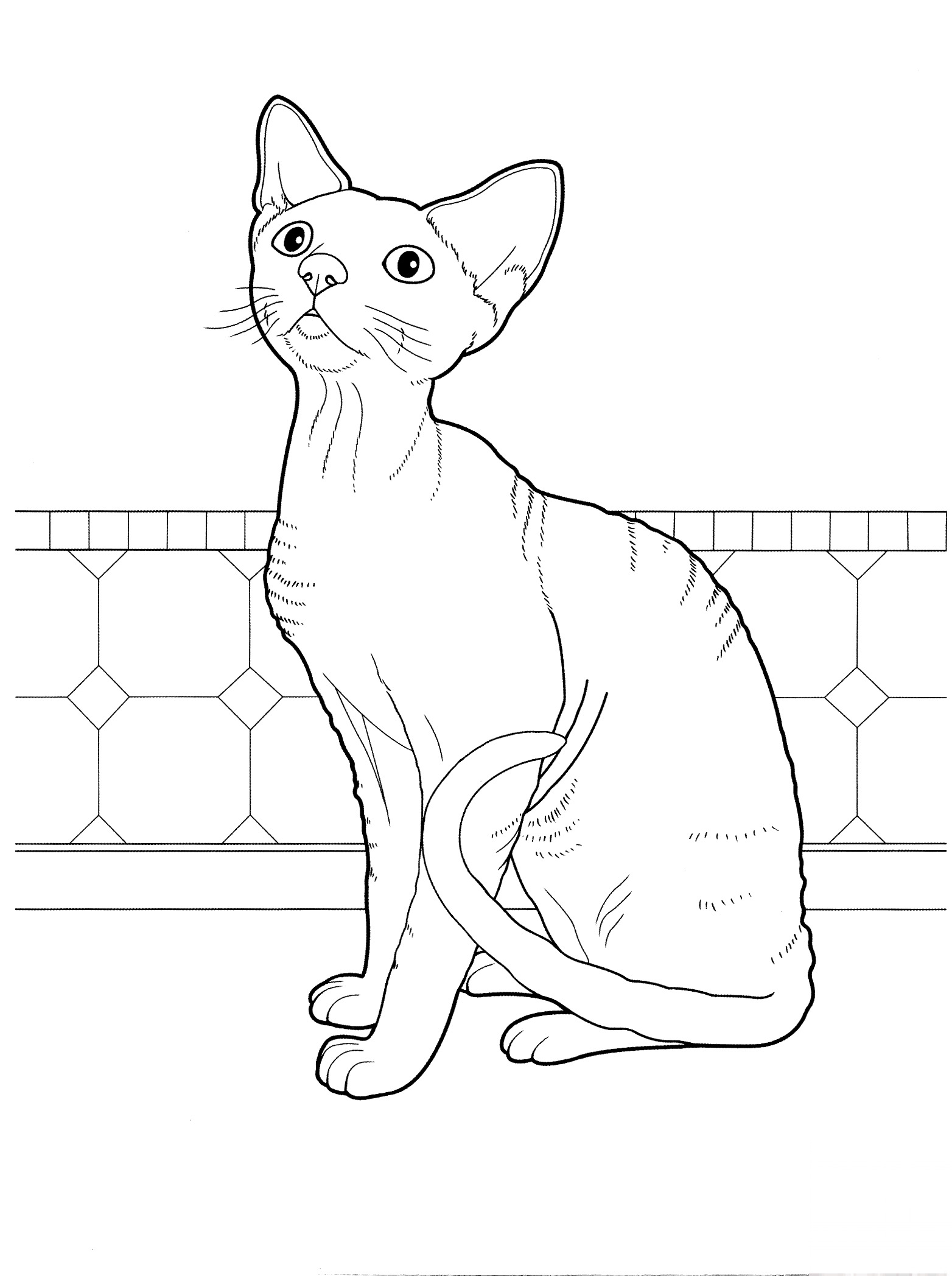 Devon rex