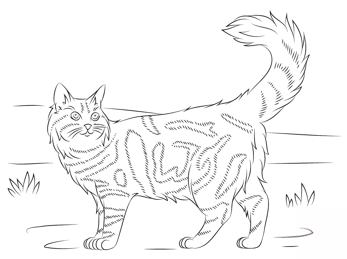 Kot maine coon