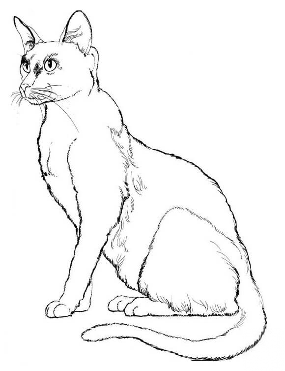 Sprytny kot