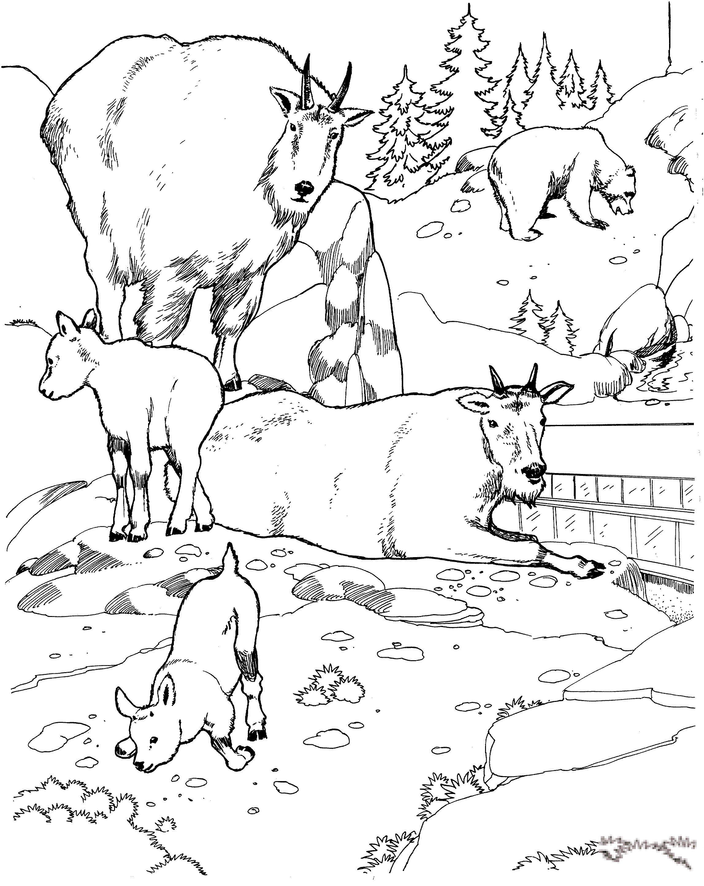 Kozły śnieżne w zoo