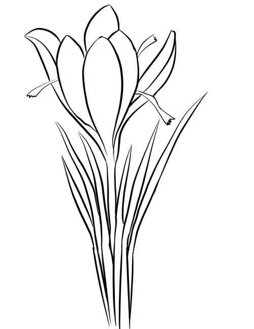 kolorowanka Krokus