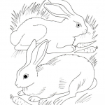 Króliki jedzące marchewki