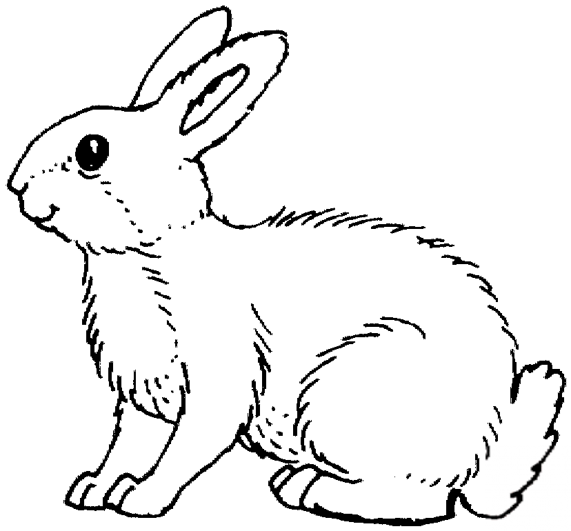 Biały królik