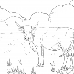 Krowa hereford